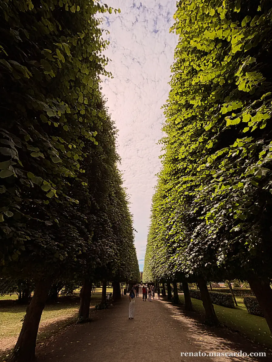 Tree-lined path in Copenhagen