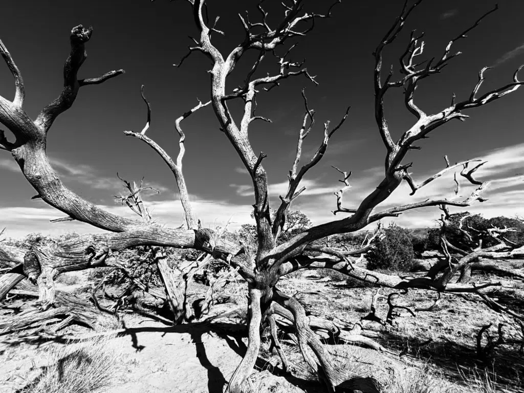 A gnarled and leafless tree stands against a stark landscape, its twisted branches reaching toward the sky in a striking black and white image.